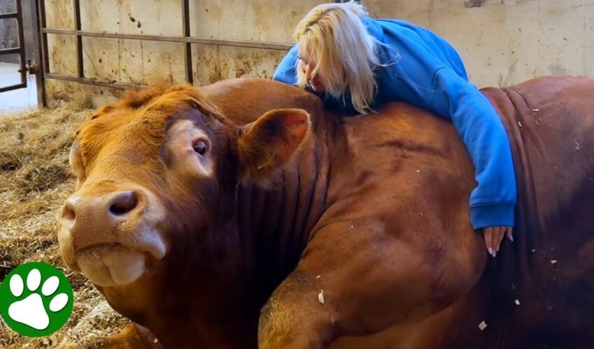 Gentle Giant Bull Has Special Bond With Woman Who Raised Him
