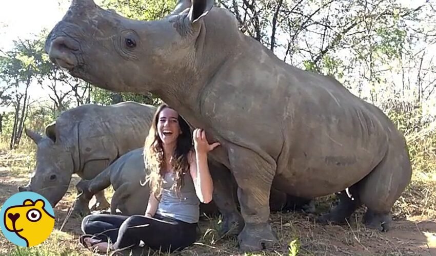 Orphaned Rhinos Run to Their Human Like Giant Puppies