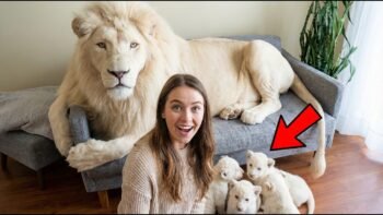 Raising a Rare White Lion in My Apartment Wait Until You See His Cubs!