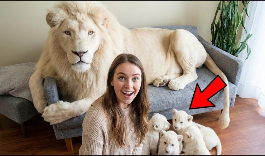 Raising a Rare White Lion in My Apartment Wait Until You See His Cubs!