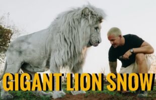 Walk with the Giant Lion Snow – Dean Schneider