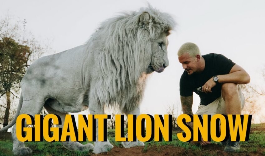 Walk with the Giant Lion Snow – Dean Schneider