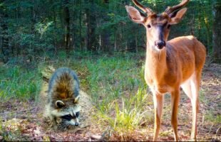 1.5 HOURS of Relaxing Trail Camera Videos (Deer, Coyotes, Wild Boar)