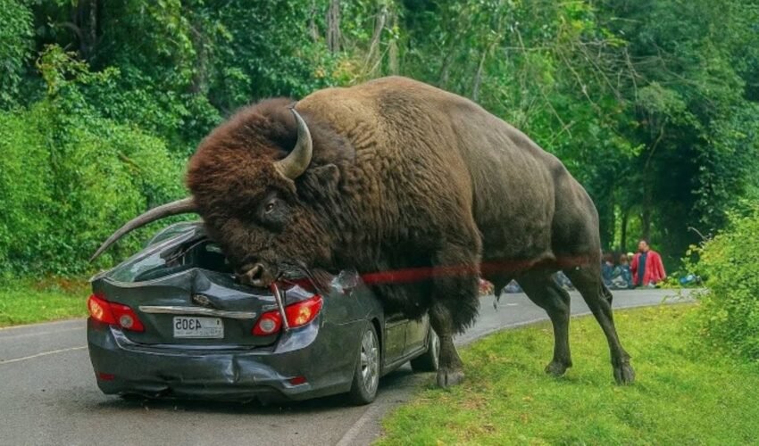 50 Incredible Animal Moments Caught on Camera | Wild & Funny Animal Compilation