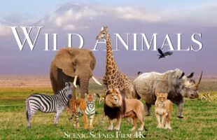 Amazing Scene of Wild Animals In 4K – Scenic Relaxation Film