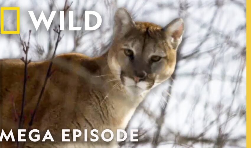 America the Beautiful: Wildlife Heartlands | MEGA EPISODE | National Geographic