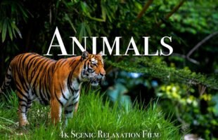 Animals Of The World 4K – Scenic Wildlife Film With Calming Music