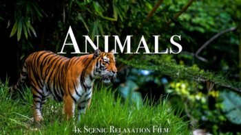 Animals Of The World 4K – Scenic Wildlife Film With Calming Music