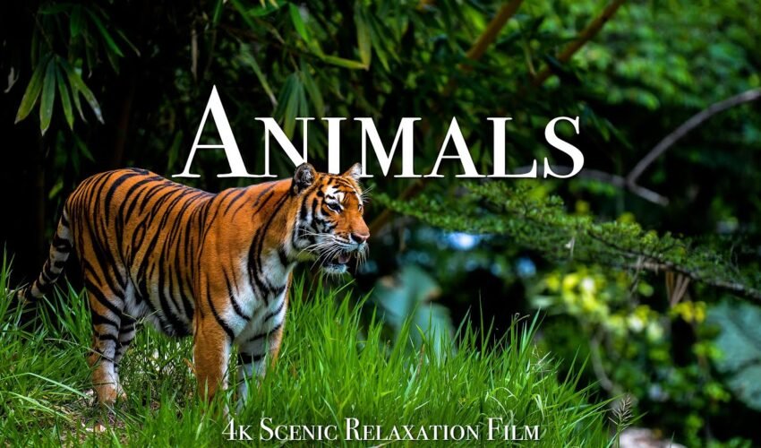 Animals Of The World 4K – Scenic Wildlife Film With Calming Music