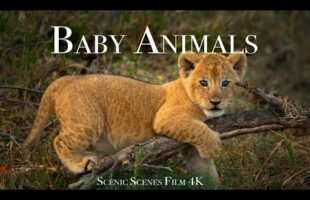 Baby Animals 4K – Amazing World Of Young Animals | Scenic Relaxation Film
