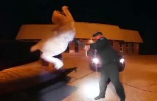 Craziest Police Videos on the Internet