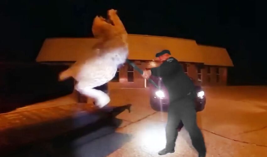 Craziest Police Videos on the Internet