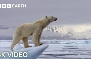 Incredible 4K Nature Scenes Narrated By David Attenborough | BBC Earth