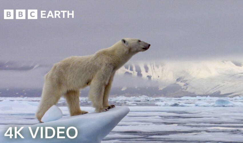 Incredible 4K Nature Scenes Narrated By David Attenborough | BBC Earth