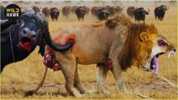 Most Insane Animal Fights Ever Caught on Camera | Wild Animals