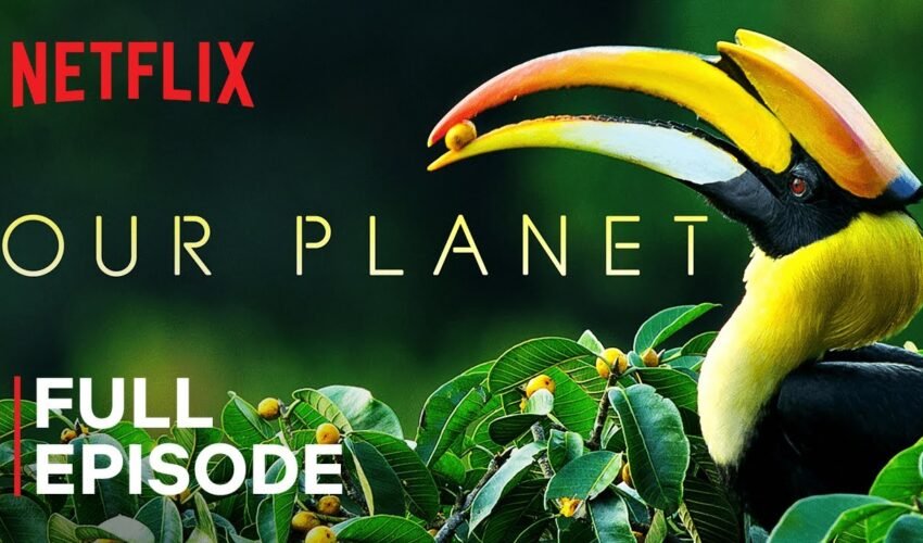 Our Planet | Forests | FULL EPISODE | Netflix