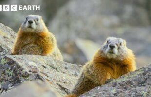 The Incredible Wildlife of Hidden Forests | BBC Earth