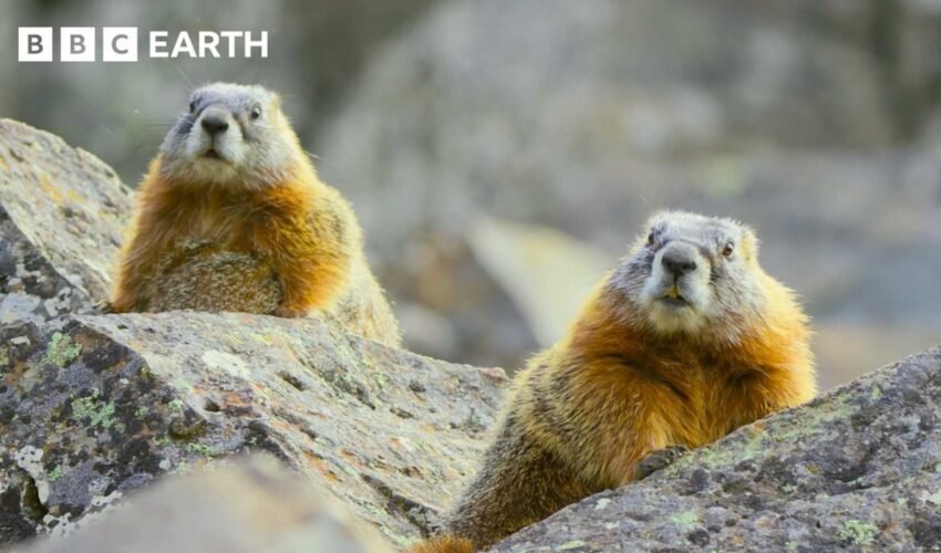 The Incredible Wildlife of Hidden Forests | BBC Earth