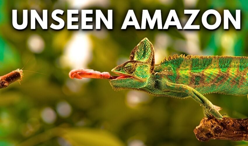 The Most Unbelievable Wonders of The Amazon Rainforest | Documentary