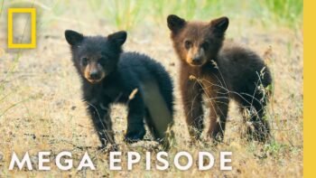 The Wonder of America's National Parks | MEGA EPISODE (Season 1 Full Episodes) | National Geographic