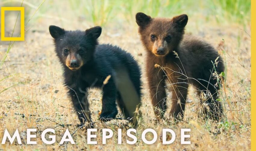 The Wonder of America's National Parks | MEGA EPISODE (Season 1 Full Episodes) | National Geographic