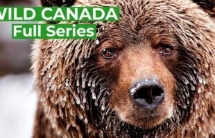 Wild Canada – Nature's Untamed Beauty | Full Series | Free Documentary Nature