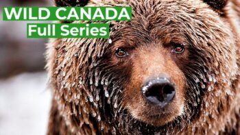 Wild Canada – Nature's Untamed Beauty | Full Series | Free Documentary Nature