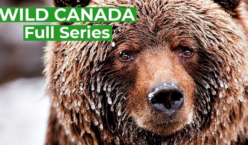 Wild Canada – Nature's Untamed Beauty | Full Series | Free Documentary Nature