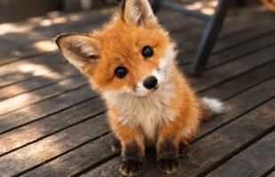 The Cutest and Funniest Baby Animals Video of 2026 You've Ever Seen! 😍