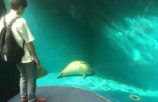 These FUNNIEST ANIMALS Are Planning To Win The Internet 😂