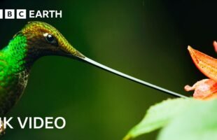 4 Hours Of Remarkable Wildlife Narrated By David Attenborough | 4K UHD | BBC Earth