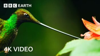 4 Hours Of Remarkable Wildlife Narrated By David Attenborough | 4K UHD | BBC Earth