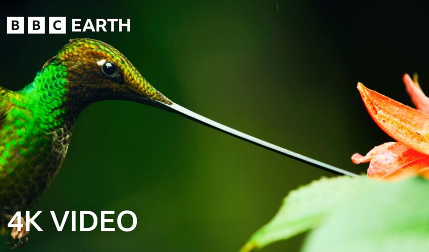 4 Hours Of Remarkable Wildlife Narrated By David Attenborough | 4K UHD | BBC Earth