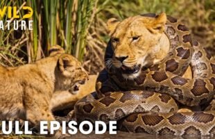AFRICAN LION | Only the Strongest Predators Will Survive (Full Episode) | Wildlife Documentary