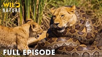 AFRICAN LION | Only the Strongest Predators Will Survive (Full Episode) | Wildlife Documentary