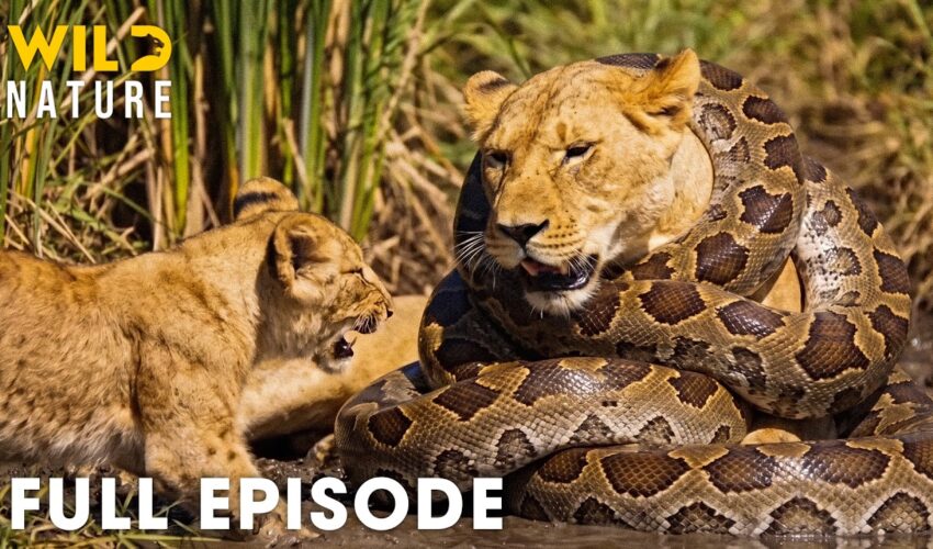 AFRICAN LION | Only the Strongest Predators Will Survive (Full Episode) | Wildlife Documentary