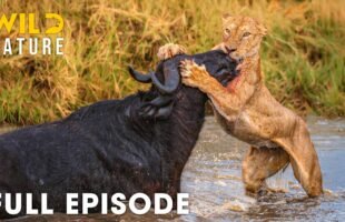 AFRICAN SAVANNA | World's Deadliest Battles for Survival (Full Episode) | Wildlife Documentary