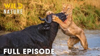 AFRICAN SAVANNA | World's Deadliest Battles for Survival (Full Episode) | Wildlife Documentary