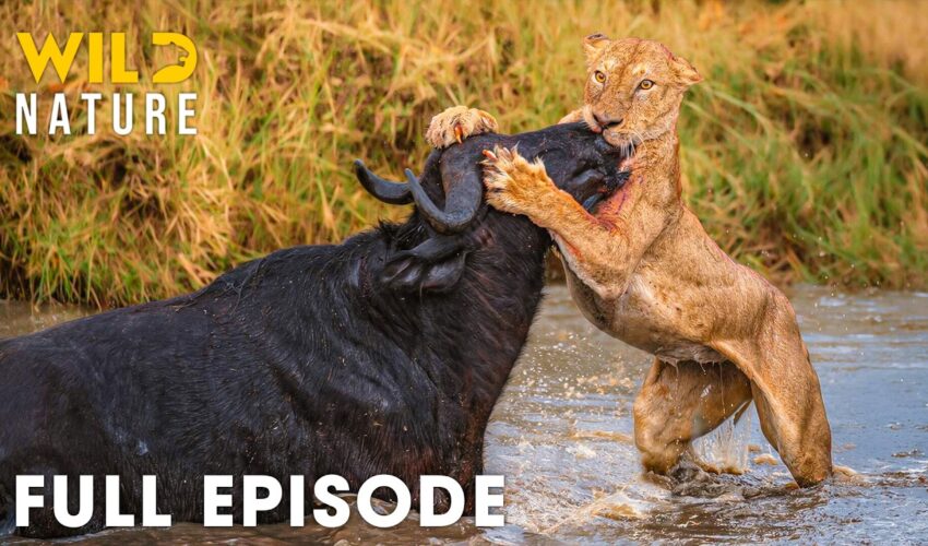 AFRICAN SAVANNA | World's Deadliest Battles for Survival (Full Episode) | Wildlife Documentary