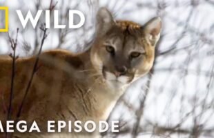 America the Beautiful: Wildlife Heartlands | MEGA EPISODE | National Geographic