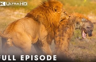 Clash of the Titans: Lion vs Hyena | FULL EPISODE | Wildlife Documentary