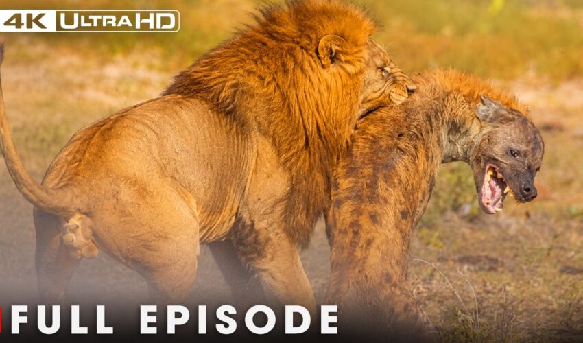 Clash of the Titans: Lion vs Hyena | FULL EPISODE | Wildlife Documentary