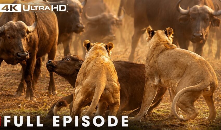 LION PRIDE | Hunting Africa's Deadliest Prey | FULL EPISODE | Wildlife Documentary