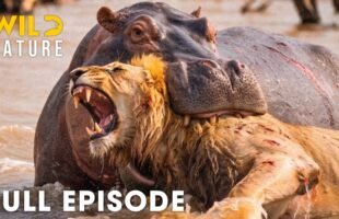 LION VS HIPPO | Zambia’s Deadliest Fights For Survival (Full Episode) | Wildlife Documentary