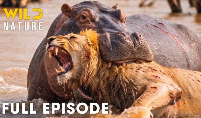 LION VS HIPPO | Zambia’s Deadliest Fights For Survival (Full Episode) | Wildlife Documentary