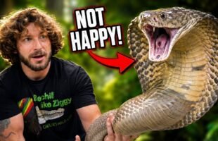 My King Cobra Was NOT Happy Today!