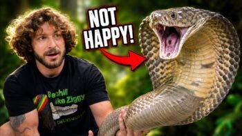 My King Cobra Was NOT Happy Today!