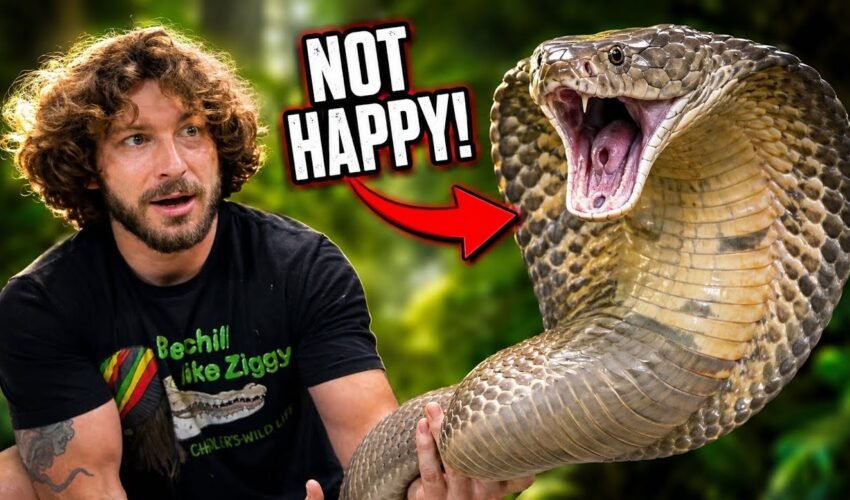 My King Cobra Was NOT Happy Today!