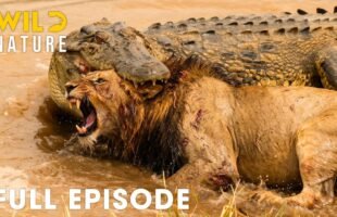 The Most Dangerous and Ruthless Predators of Africa I FULL EPISODE | Wildlife Documentary