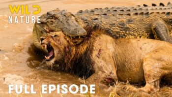 The Most Dangerous and Ruthless Predators of Africa I FULL EPISODE | Wildlife Documentary